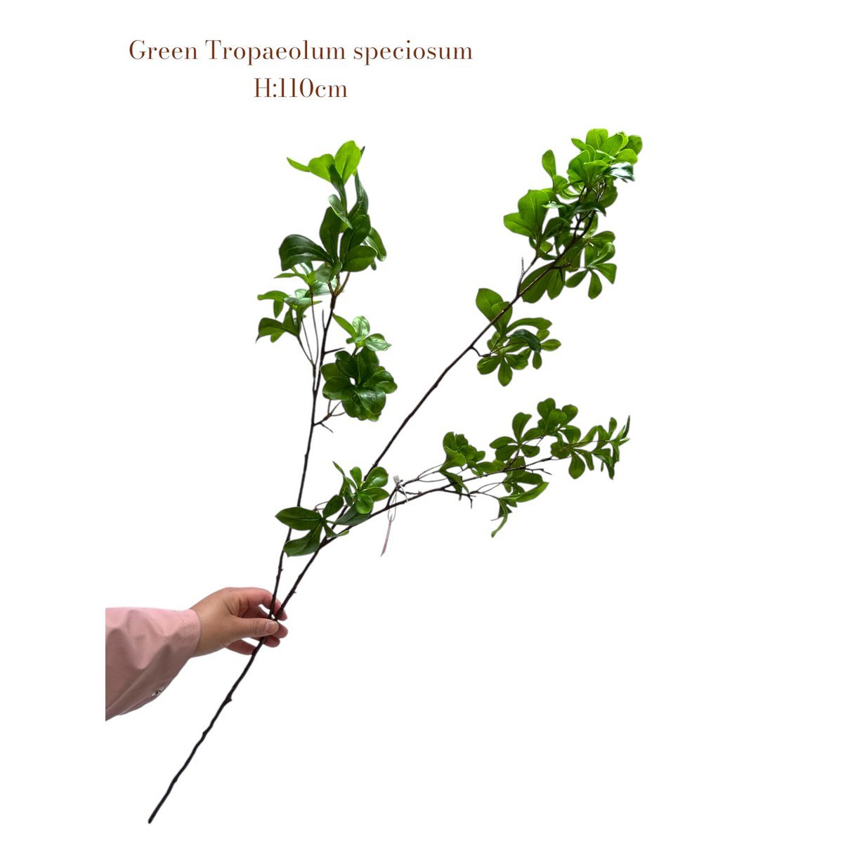 Tropaeolum speciosum grün | Seide Künstliche Blütenlänge 110 1pcs - Yucca Deko